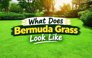 What Does Bermuda Grass Look Like Compared to Other Grass Types?