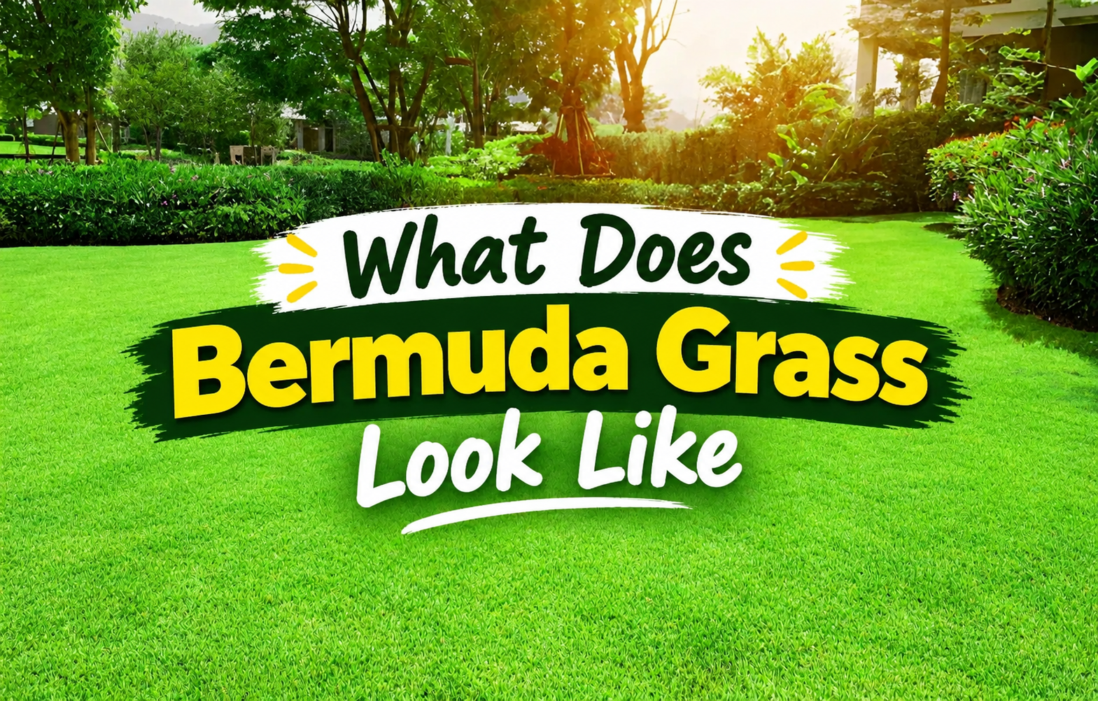 what does bermuda grass look like