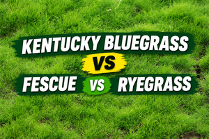 Kentucky Bluegrass vs Fescue vs Ryegrass: What’s the Difference?