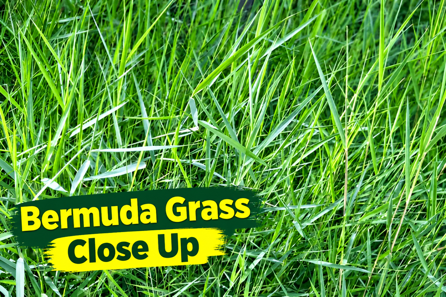 bermuda grass close up